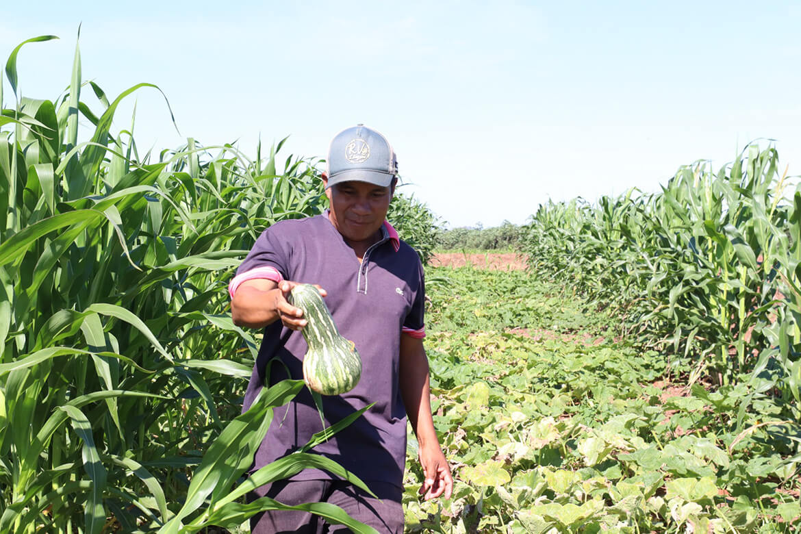 Roçados e quintais produtivos fortalecem a alimentação das famílias Avá Guarani no oeste do Paraná 2 2