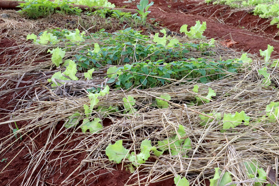 Roçados e quintais produtivos fortalecem a alimentação das famílias Avá Guarani no oeste do Paraná 3 3