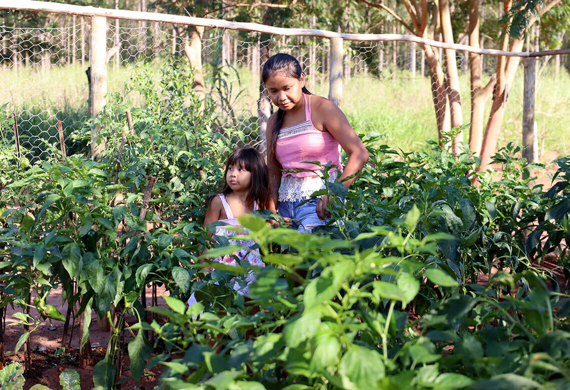 Roçados e quintais produtivos fortalecem a alimentação das famílias Avá Guarani no oeste do Paraná 1 editada materia junho1