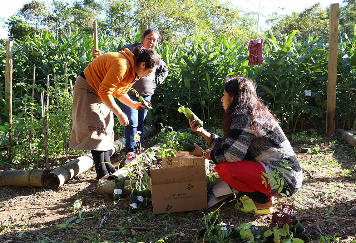 Projeto OPANÁ distribui mais de mil mudas de plantas medicinais e árvores nativas para comunidades Guarani do litoral do Paraná 1 IMG 1073