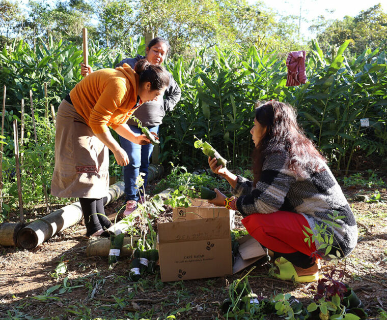 Mais de mil mudas de plantas medicinais foram distribuidas