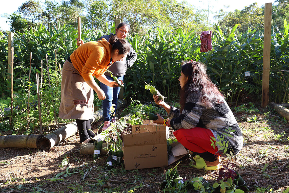 Projeto OPANÁ distribui mais de mil mudas de plantas medicinais e árvores nativas para comunidades Guarani do litoral do Paraná 2 IMG 1073