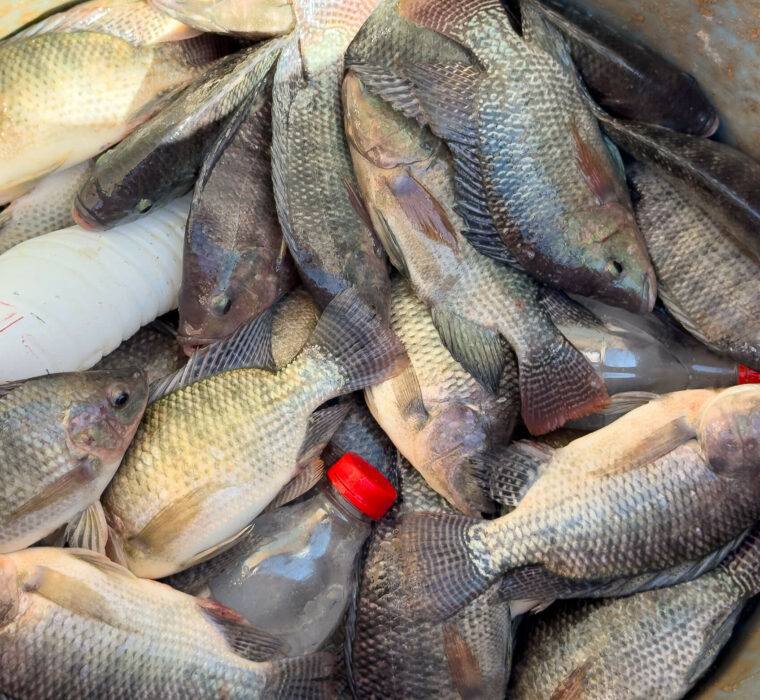 DESPESCA ATY MIRI-2 DESPESCA ATY MIRI 2