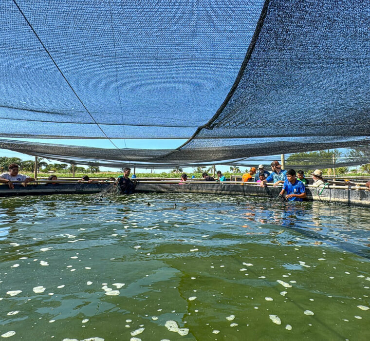 DESPESCA ATY MIRI-3 DESPESCA ATY MIRI 3